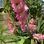 Peonia - Vista * Lezzeno
