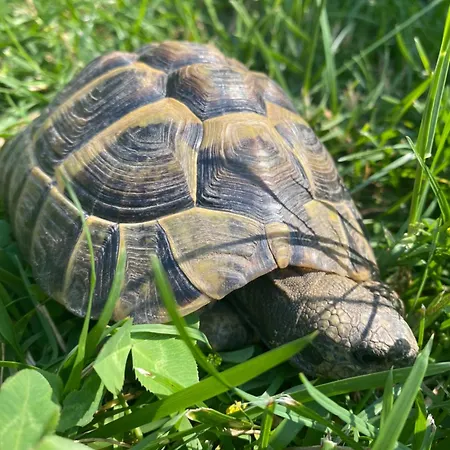 Peonia - Vista Lezzeno