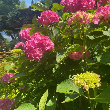 Peonia - Vista Appartamento