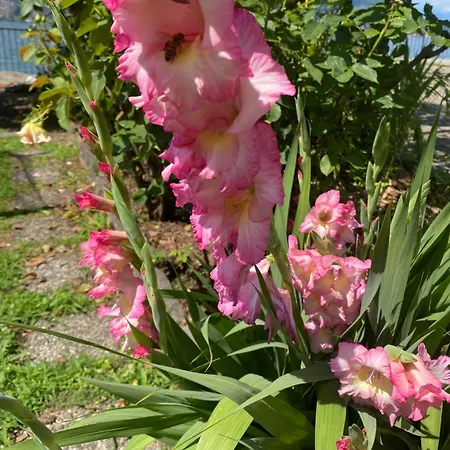 Peonia - Vista * Lezzeno