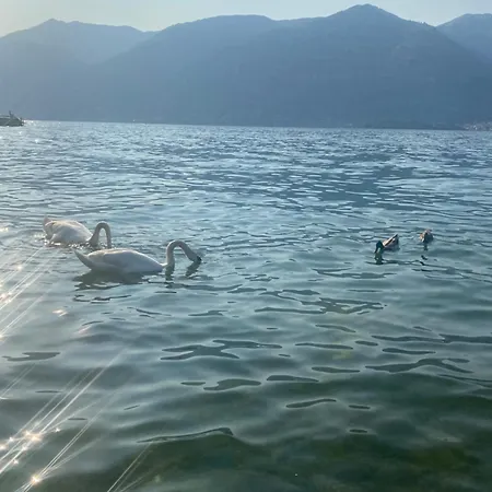 Peonia - Vista Лезено