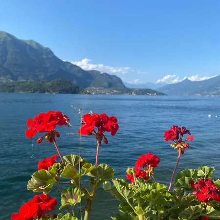 Peonia - Vista
